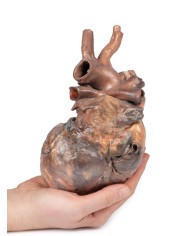 Dissezione del cuore umano Erler Zimmer 3D anatomy Series MP1123