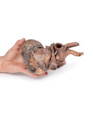 Dissezione del cuore umano Erler Zimmer 3D anatomy Series MP1123