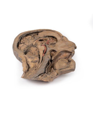 Sezione parasagittale della testa e del collo Erler Zimmer 3D anatomy Ser