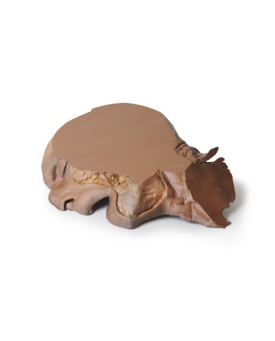 Sezione parasagittale della testa e del collo Erler Zimmer 3D anatomy Ser