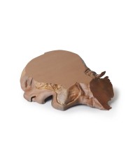 Sezione parasagittale della testa e del collo Erler Zimmer 3D anatomy Ser