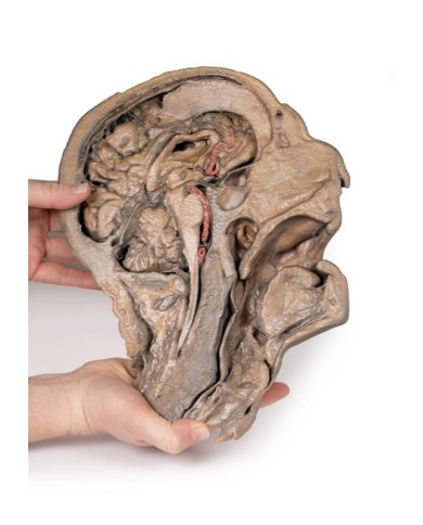 Sezione parasagittale della testa e del collo Erler Zimmer 3D anatomy Ser