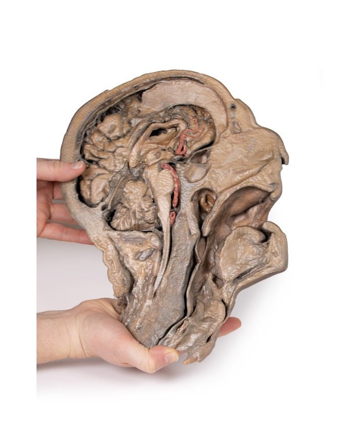 Sezione parasagittale della testa e del collo Erler Zimmer 3D anatomy Ser
