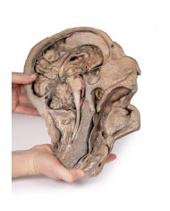 Sezione parasagittale della testa e del collo Erler Zimmer 3D anatomy Ser