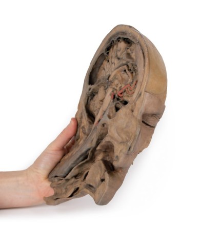 Sezione parasagittale della testa e del collo Erler Zimmer 3D anatomy Ser