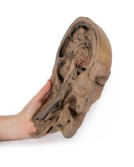 Sezione parasagittale della testa e del collo Erler Zimmer 3D anatomy Ser