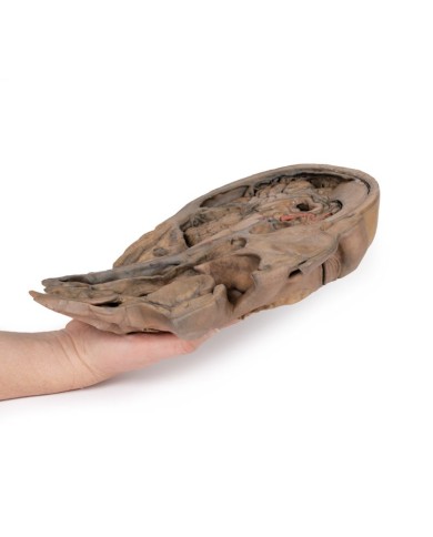 Sezione parasagittale della testa e del collo Erler Zimmer 3D anatomy Ser