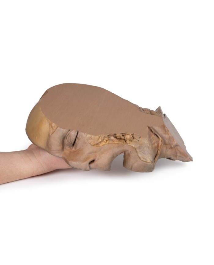 Sezione parasagittale della testa e del collo Erler Zimmer 3D anatomy Ser