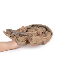 Sezione parasagittale della testa e del collo Erler Zimmer 3D anatomy Ser