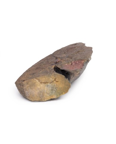 Sezione di polmone ilo rimosso Erler Zimmer 3D anatomy Series MP1125