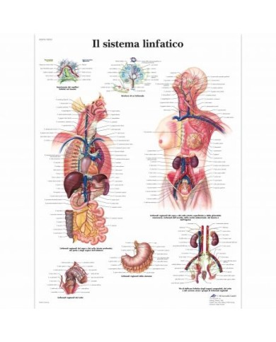 3B Scientific, tavola anatomica, Il sistema linfatico (cod, VR4392UU) 3B Scientific, tavola anatomica, Il sistema linfatico (cod, VR4392UU)