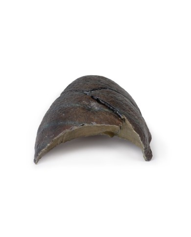 Polmone destro ilo rimosso Erler Zimmer 3D anatomy Series MP1126