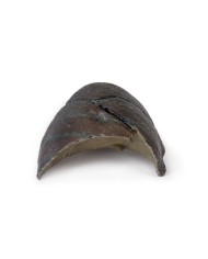 Polmone destro ilo rimosso Erler Zimmer 3D anatomy Series MP1126