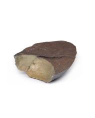 Polmone destro ilo rimosso Erler Zimmer 3D anatomy Series MP1126