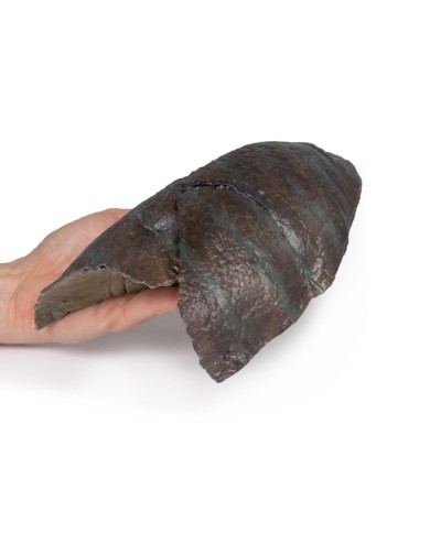 Polmone destro ilo rimosso Erler Zimmer 3D anatomy Series MP1126