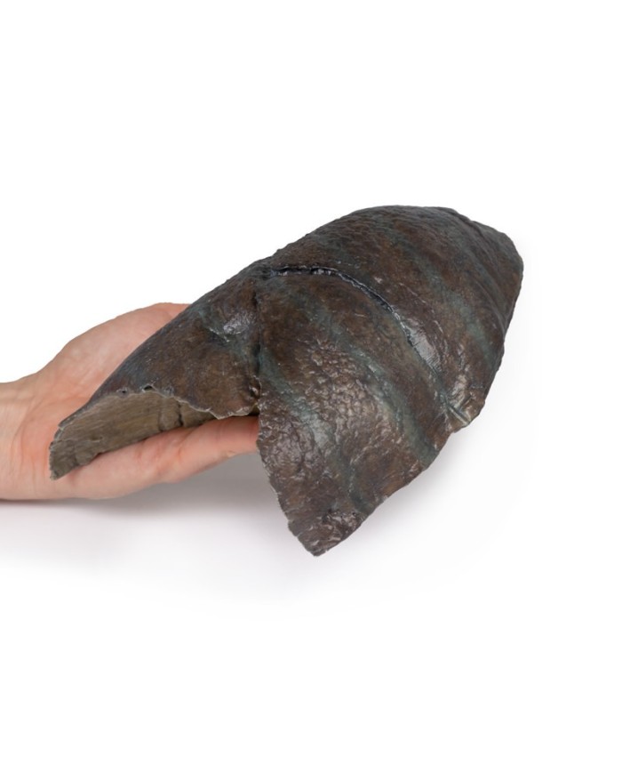 Polmone destro ilo rimosso Erler Zimmer 3D anatomy Series MP1126