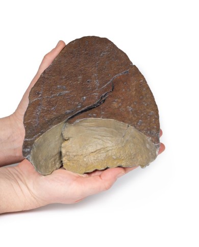 Polmone destro ilo rimosso Erler Zimmer 3D anatomy Series MP1126