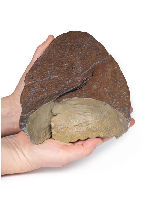 Polmone destro ilo rimosso Erler Zimmer 3D anatomy Series MP1126