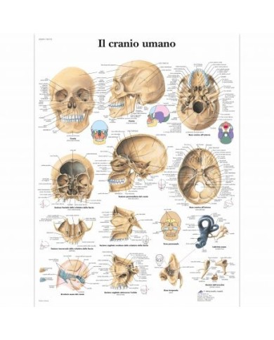 3B Scientific, tavola anatomica, Il cranio umano (cod, VR4131L) 3B Scientific, tavola anatomica, Il cranio umano (cod, VR4131L)