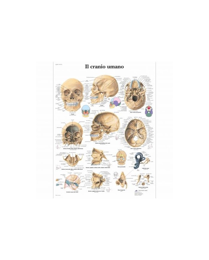 3B Scientific Tavola Anatomica Il Cranio Umano Cod VR4131L 3b-scientific-tavola-anatomica-il-cranio-umano-cod-vr4131l