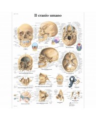 3B Scientific, tavola anatomica, Il cranio umano (cod, VR4131L)