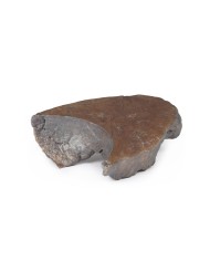 Dissezione dell ilo del polmone destro Erler Zimmer 3D anatomy Series MP1