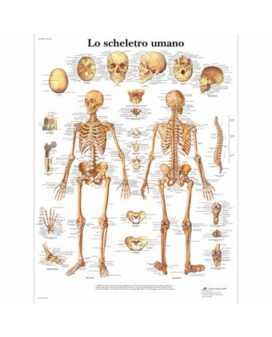 3B Scientific, tavola anatomica, Lo scheletro umano (cod, VR4113L) 3B Scientific, tavola anatomica, Lo scheletro umano (cod, VR4113L)