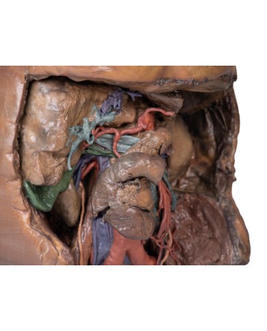 Vascolarizzazione addominale Erler Zimmer 3D anatomy Series MP1131 Vascolarizzazione addominale Erler Zimmer 3D anatomy Series MP1131