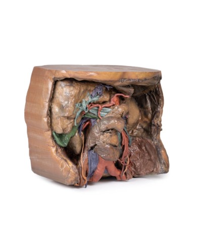 Vascolarizzazione addominale Erler Zimmer 3D anatomy Series MP1131