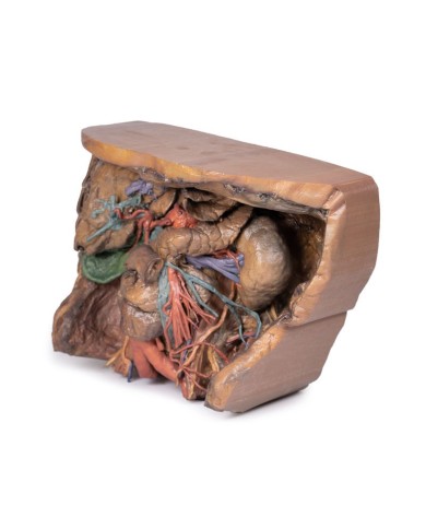 Vascolarizzazione addominale Erler Zimmer 3D anatomy Series MP1131