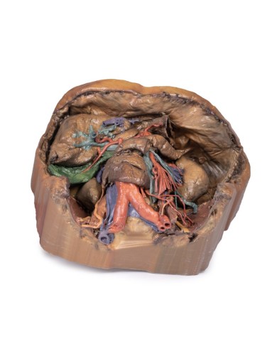 Vascolarizzazione addominale Erler Zimmer 3D anatomy Series MP1131