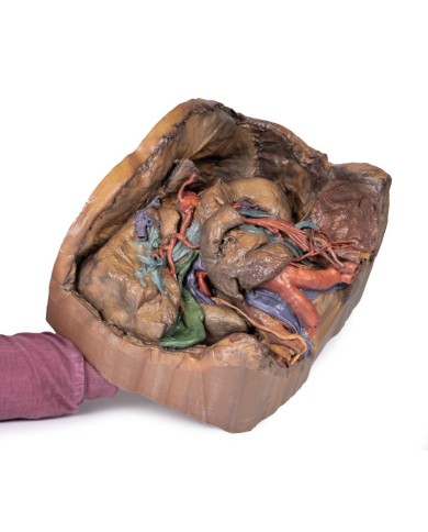 Vascolarizzazione addominale Erler Zimmer 3D anatomy Series MP1131