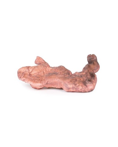 Dissezione dello stomaco Erler Zimmer 3D anatomy Series MP1134 Dissezione dello stomaco Erler Zimmer 3D anatomy Series MP1134