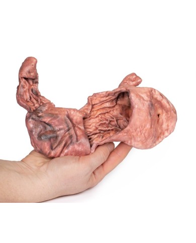 Dissezione dello stomaco Erler Zimmer 3D anatomy Series MP1134