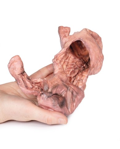 Dissezione dello stomaco Erler Zimmer 3D anatomy Series MP1134