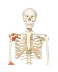 3B Scientific, Scheletro umano con legamenti articolari A12