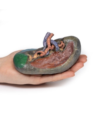Vascolarizzazione della milza Erler Zimmer 3D anatomy Series MP1132