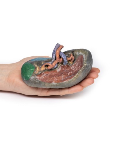 Vascolarizzazione della milza Erler Zimmer 3D anatomy Series MP1132