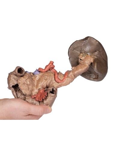 Dissezione di Milza e pancreas Erler Zimmer 3D anatomy Series MP1135