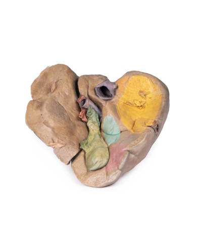 Fegato con vasi e cistifellea Erler Zimmer 3D anatomy Series MP1136 Fegato con vasi e cistifellea Erler Zimmer 3D anatomy Series MP1136