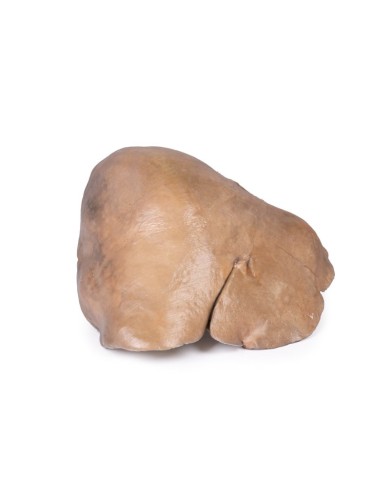 Fegato con vasi e cistifellea Erler Zimmer 3D anatomy Series MP1136 Fegato con vasi e cistifellea Erler Zimmer 3D anatomy Series MP1136