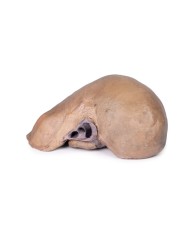 Fegato con vasi e cistifellea Erler Zimmer 3D anatomy Series MP1136