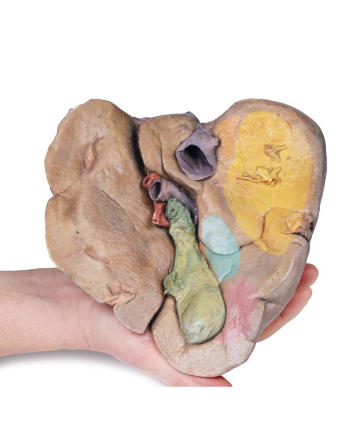 Fegato con vasi e cistifellea Erler Zimmer 3D anatomy Series MP1136