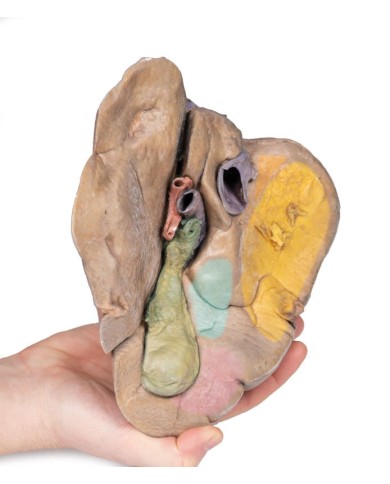 Fegato con vasi e cistifellea Erler Zimmer 3D anatomy Series MP1136