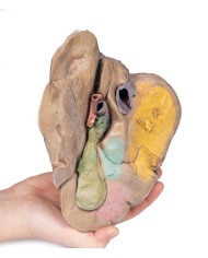 Fegato con vasi e cistifellea Erler Zimmer 3D anatomy Series MP1136