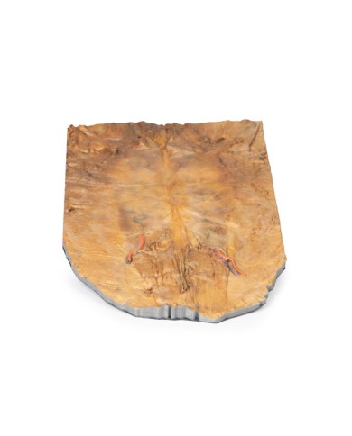 Parete addominale interna Erler Zimmer 3D anatomy Series MP1137 Parete addominale interna Erler Zimmer 3D anatomy Series MP1137