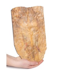 Parete addominale interna Erler Zimmer 3D anatomy Series MP1137