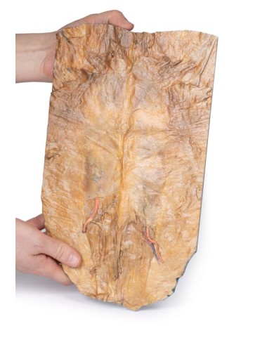 Parete addominale interna Erler Zimmer 3D anatomy Series MP1137