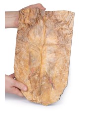 Parete addominale interna Erler Zimmer 3D anatomy Series MP1137