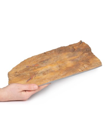 Parete addominale interna Erler Zimmer 3D anatomy Series MP1137